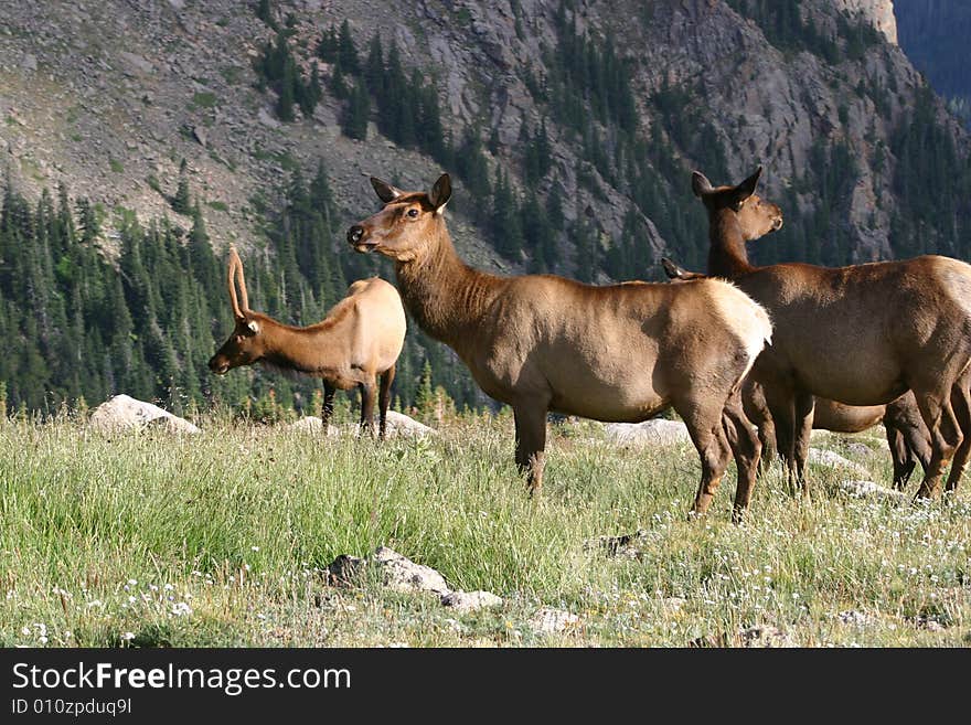 Elk