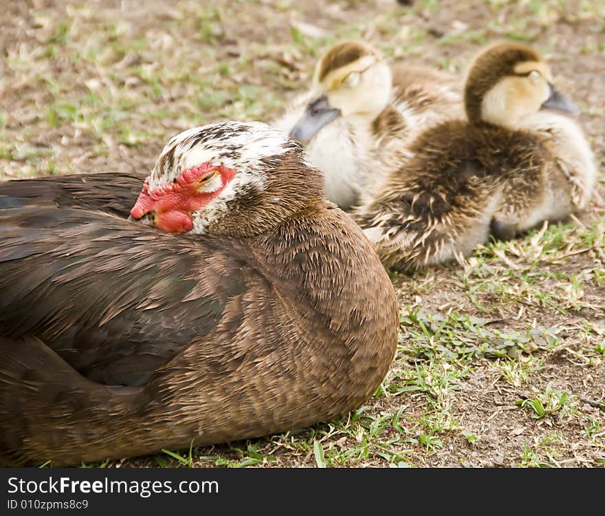 A sleeping mother duck and babies. A sleeping mother duck and babies.