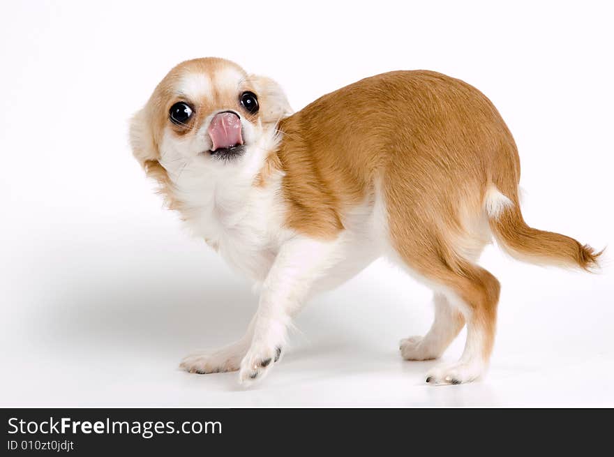 The puppy chihuahua in studio on a neutral background