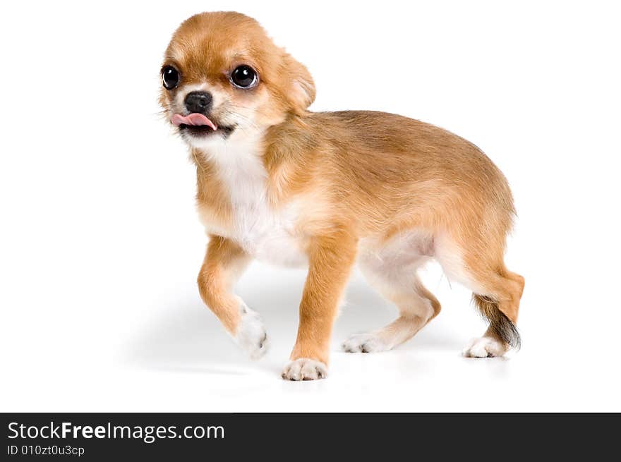 The puppy chihuahua in studio on a neutral background