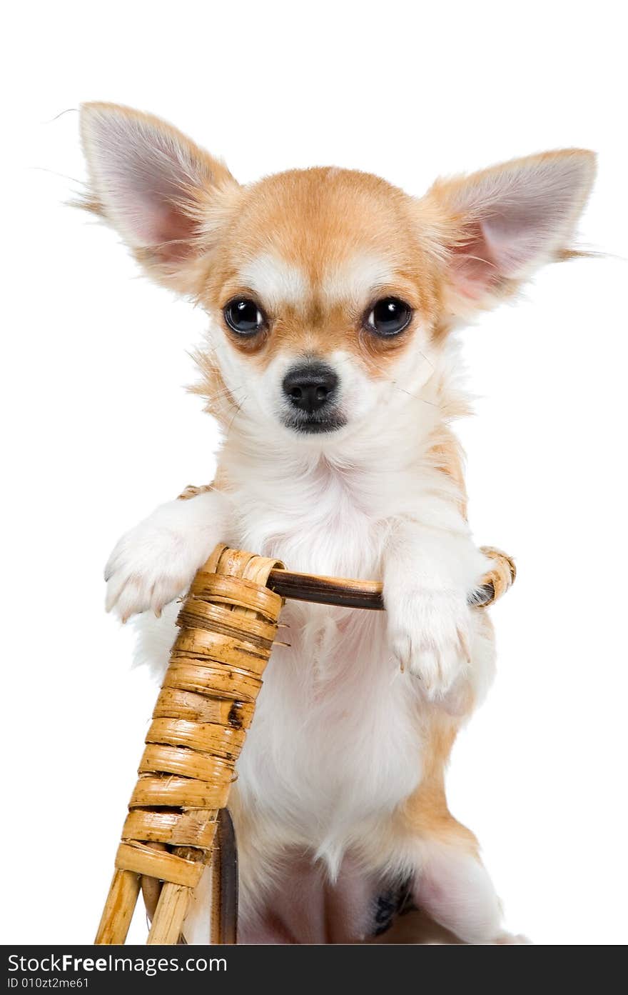 The puppy chihuahua on a bicycle