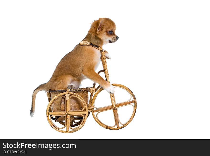 The puppy chihuahua on a bicycle