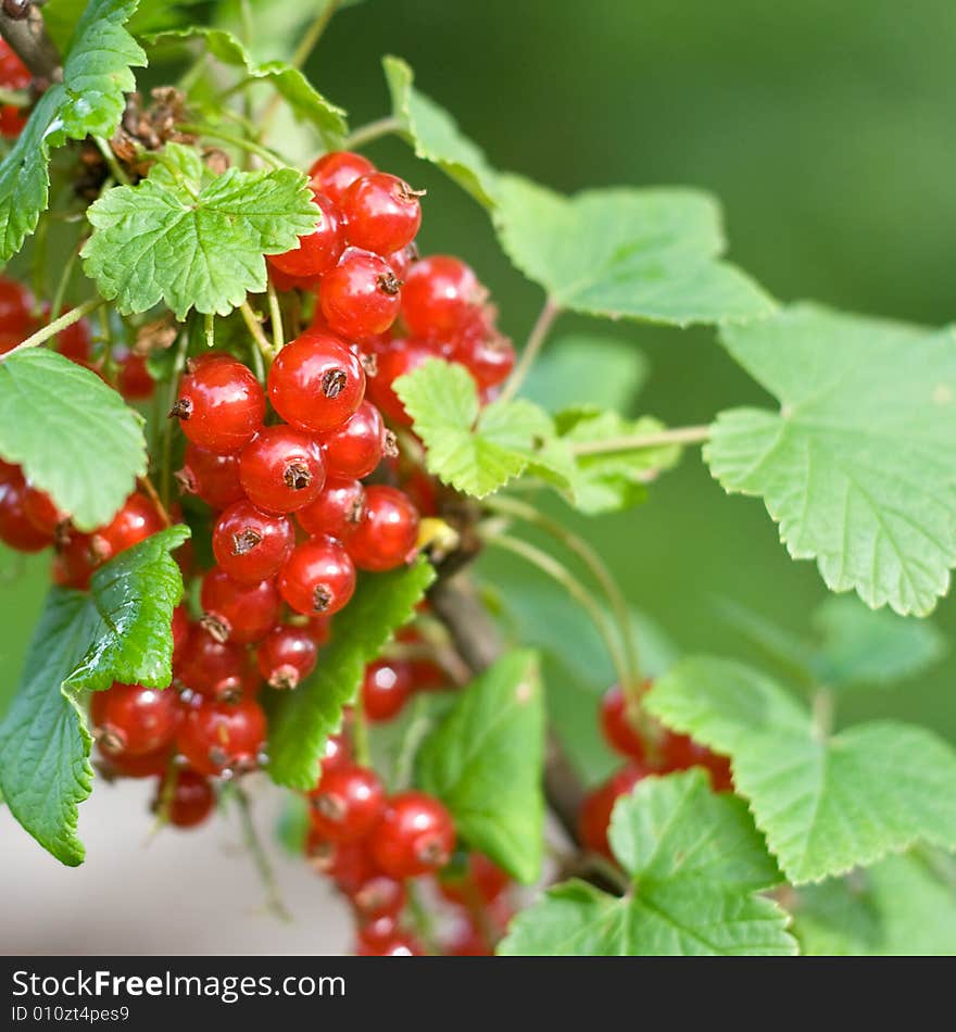 Red currant bush