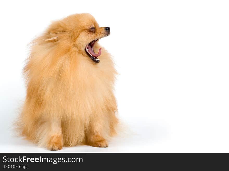 Spitz-dog in studio on a neutral background