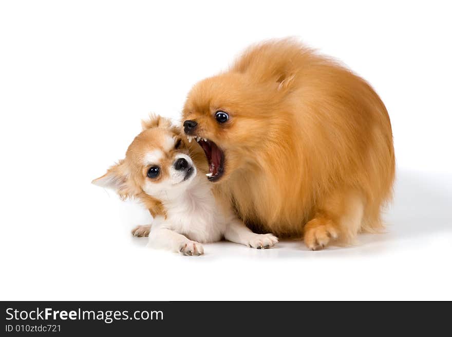 The puppy chihuahua and spitz-dog in studio on a neutral background