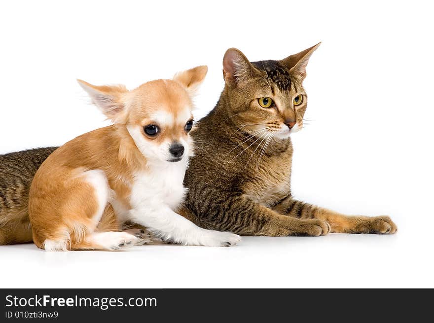 The puppy chihuahua and cat in studio