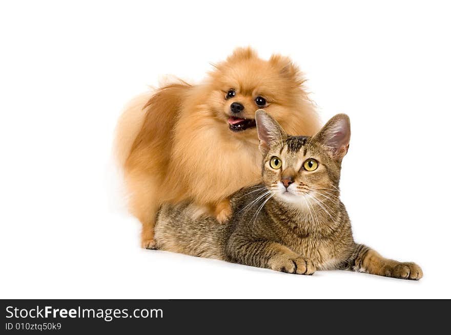 The spitz-dog and cat on a neutral background