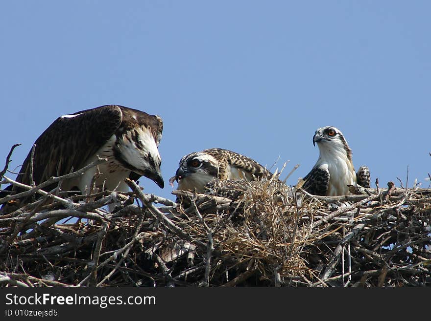 Osprey