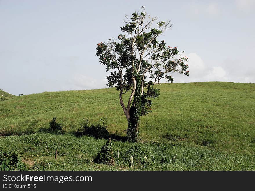 This beautiful tree rising up alone in the lucious and green country side fields in Puerto Rico.