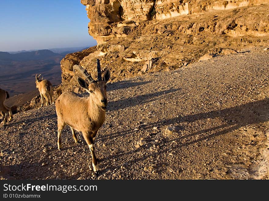 Goat on a desert cliff at sunrise. Goat on a desert cliff at sunrise