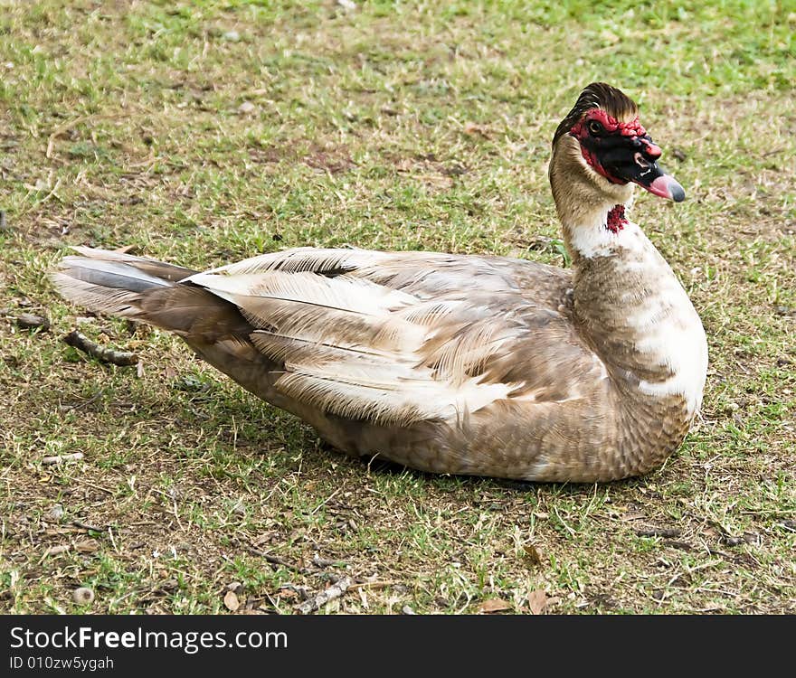 A large male muscovy duck.