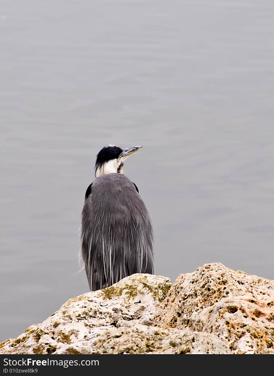 A Great Blue Heron fishing in Texas.