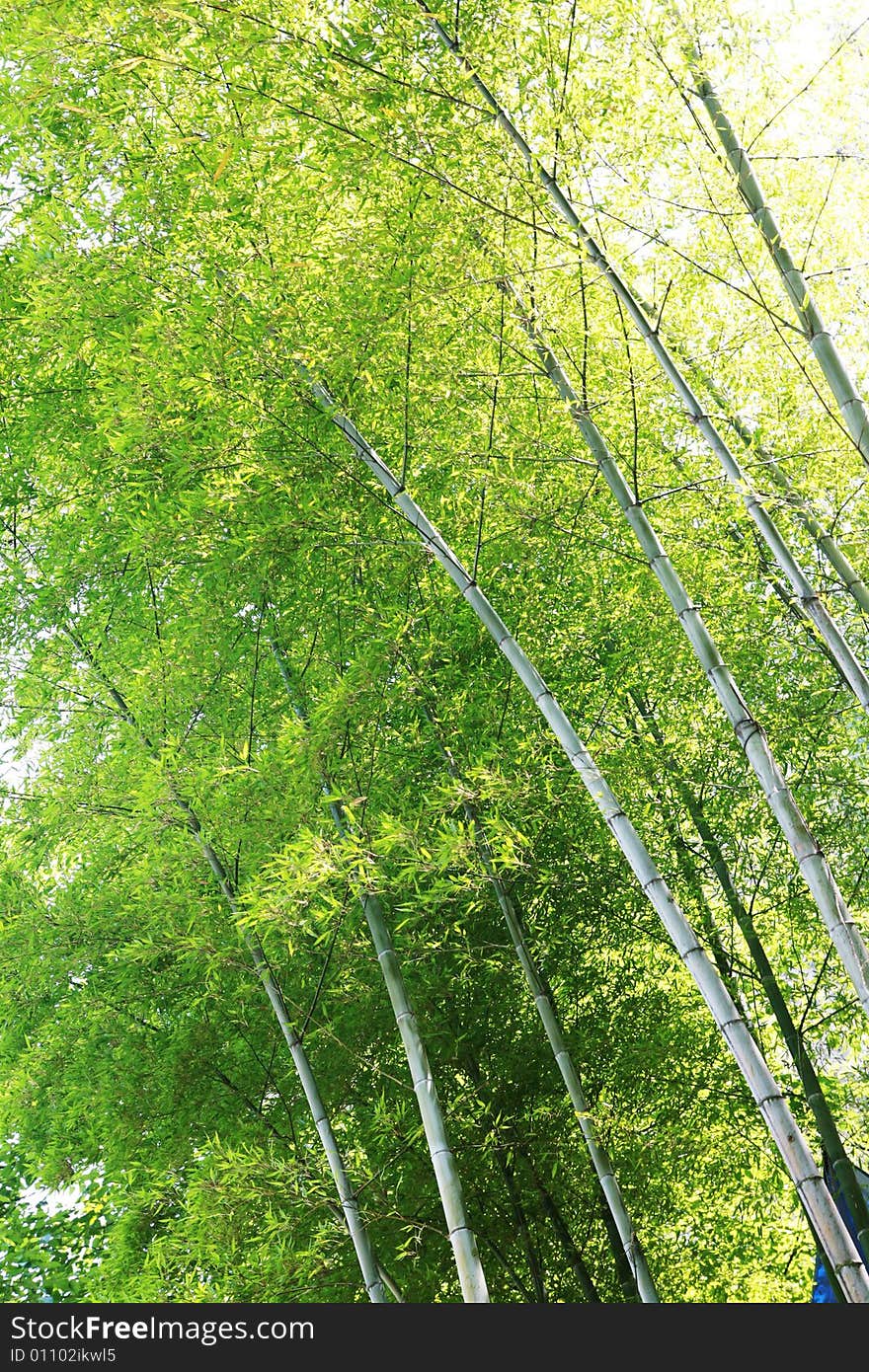 Green bamboos forests with sky. Green bamboos forests with sky