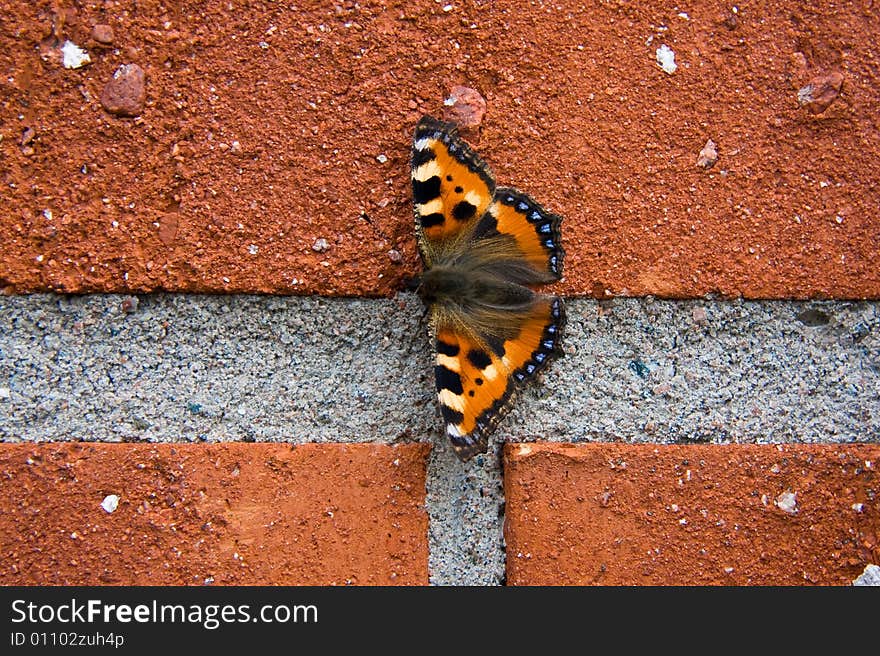 Wonderful butterfly sitting on brick wall. Wonderful butterfly sitting on brick wall