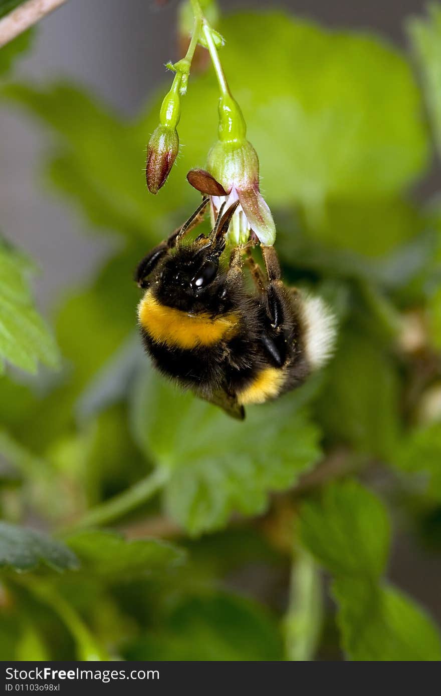 Hang bumble bee (on flower)