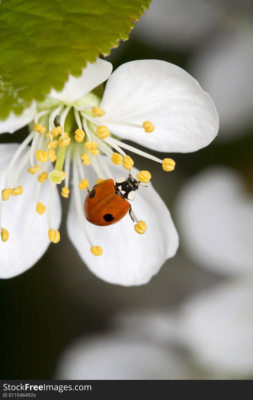 Ladybug on cherry flower (bug)