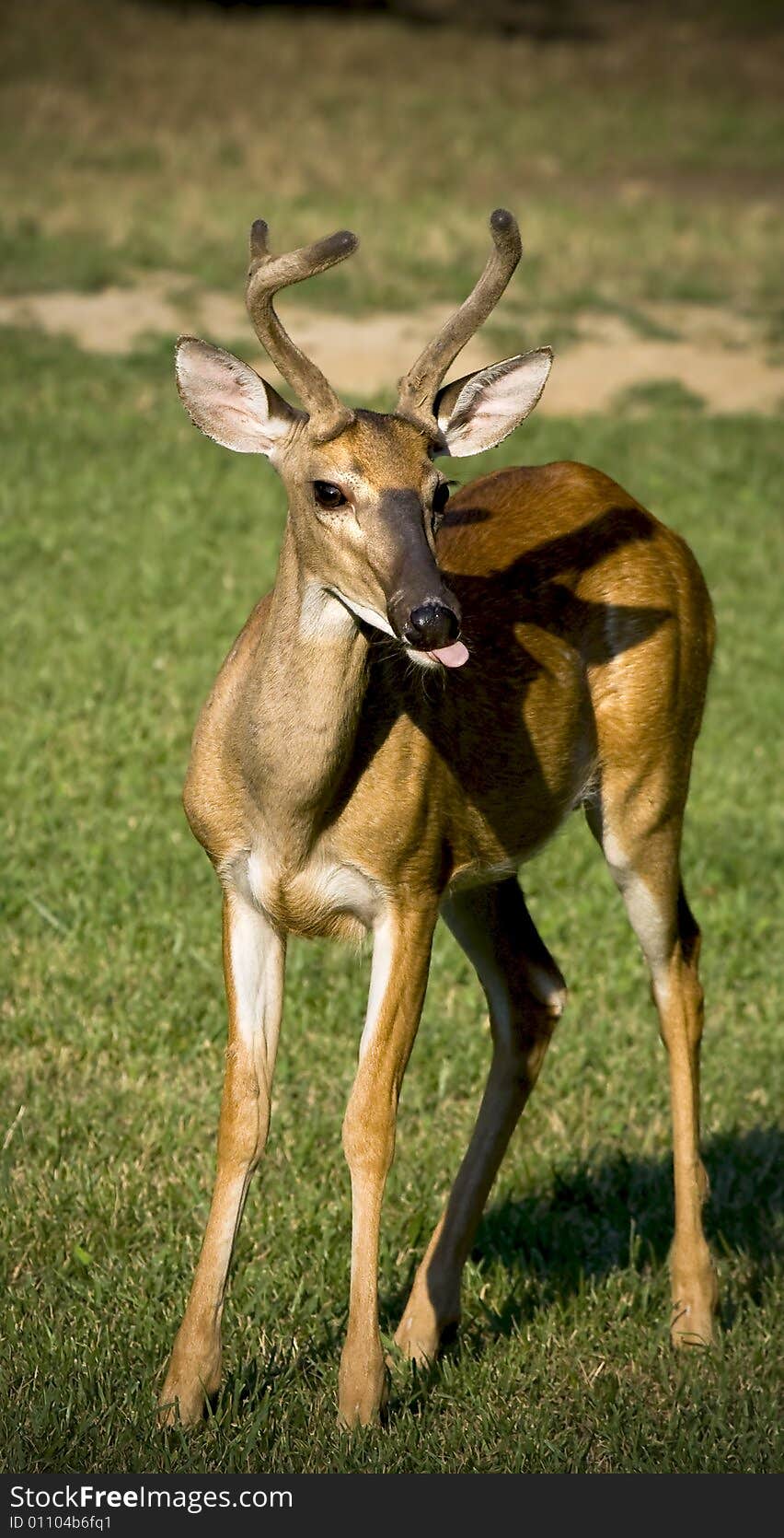 A white-tailed buck with his tongue sticking out, standing in a grassy field. A white-tailed buck with his tongue sticking out, standing in a grassy field.