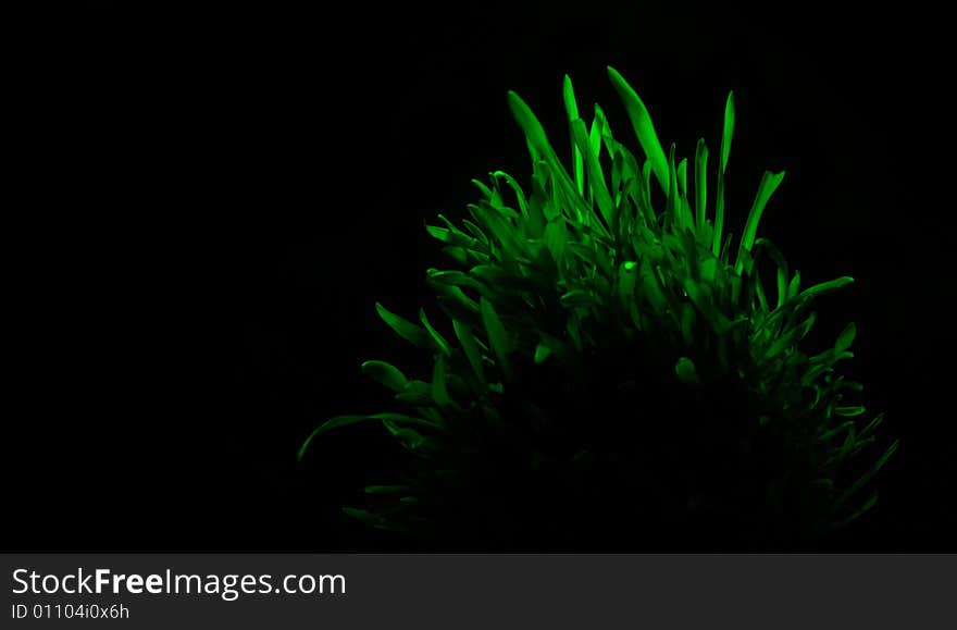 Grass green fantastic black background