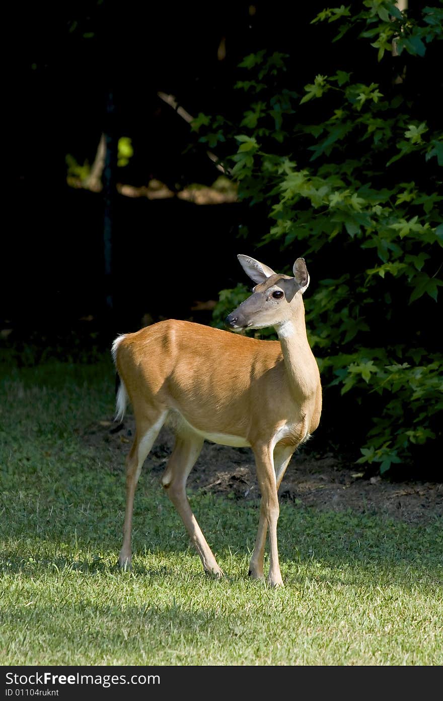 A white-tailed deer standing on the edge of a grassy field.