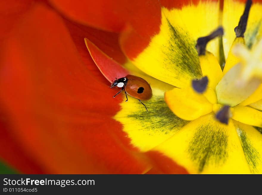 Ladybug On Tulip Flower