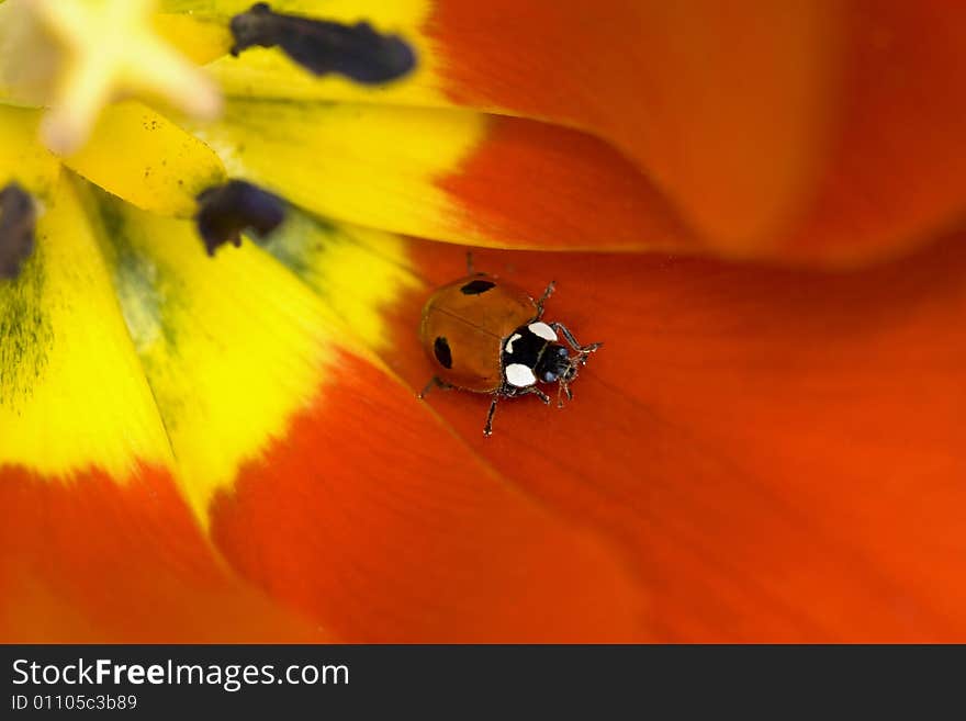 Ladybug on tulip flower (bug)