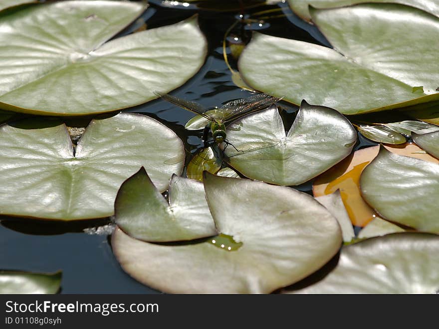 Dragonfly lands on the leaf of water-lily. Dragonfly lands on the leaf of water-lily