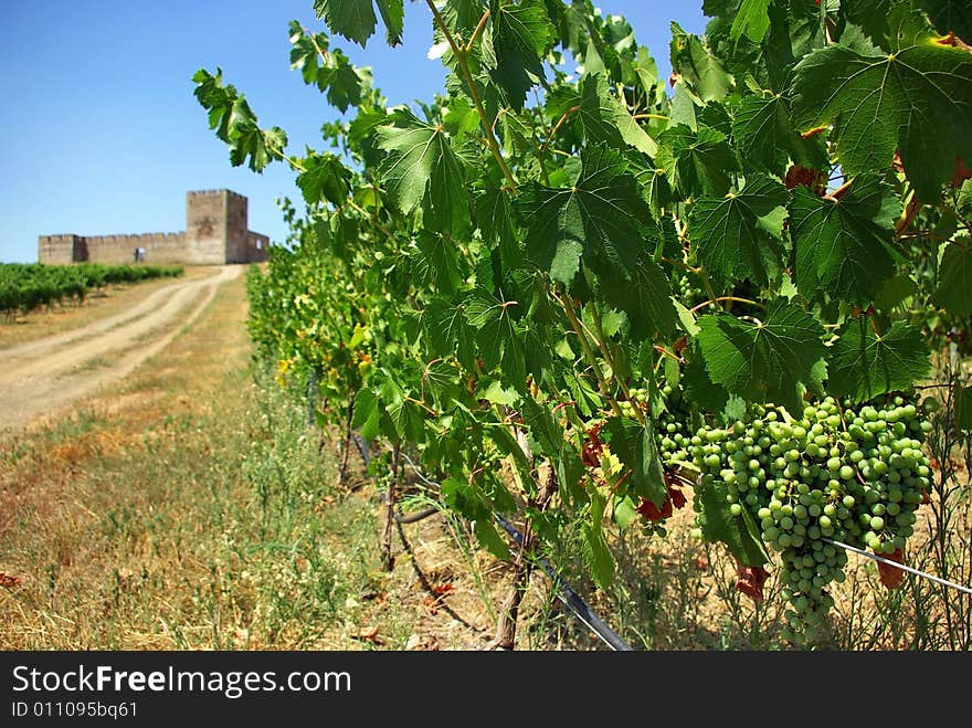 A landscape with grapevines.