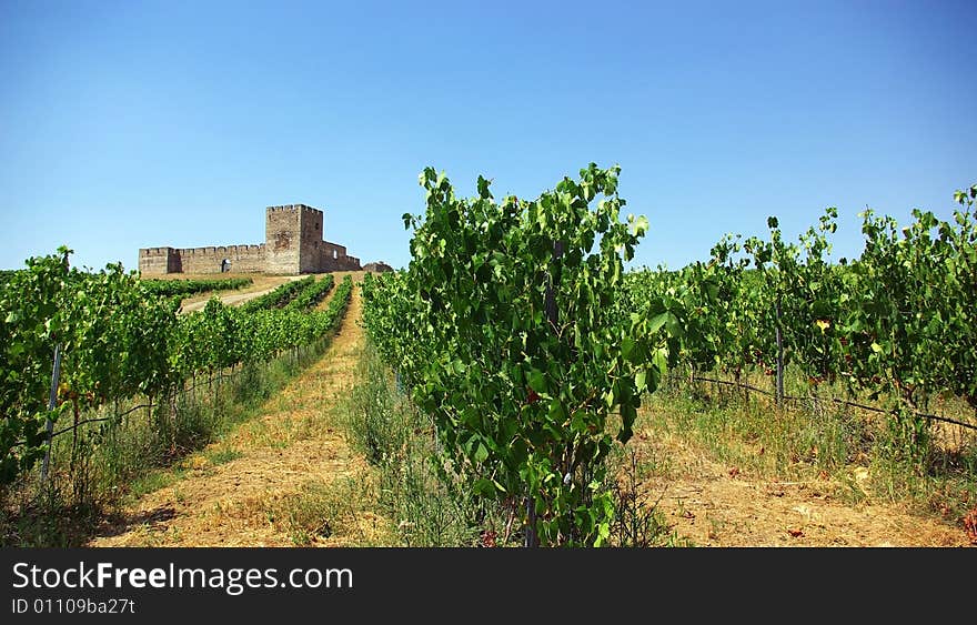 A landscape with grapevines and an old castle. A landscape with grapevines and an old castle.