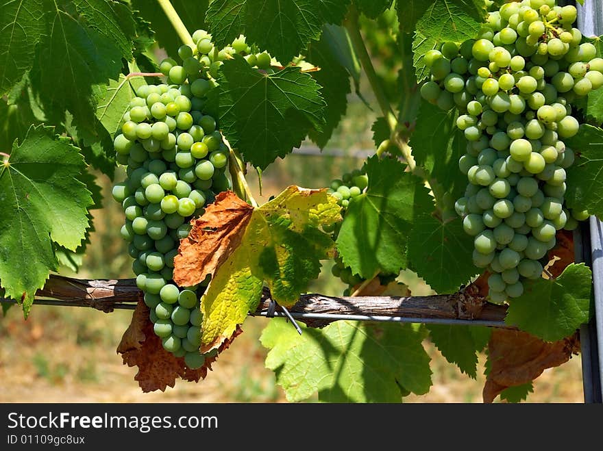 Green grapes grow in a grapevine. Green grapes grow in a grapevine.