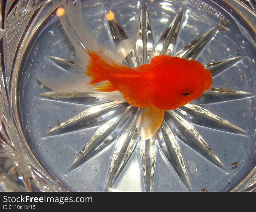 Gold fish in a crystal vase