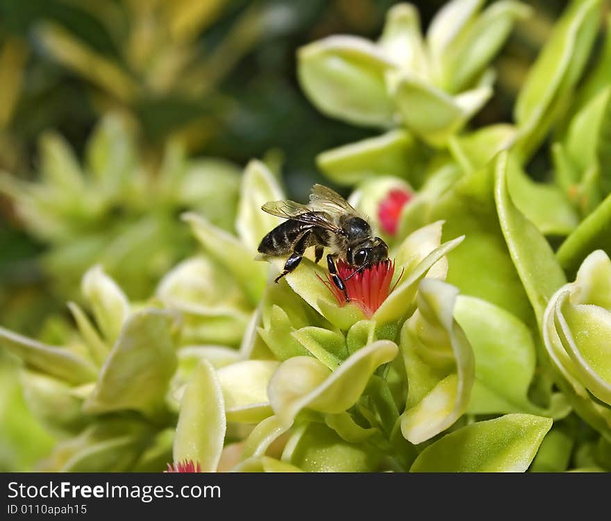 Bee collecting honey nectar from flower. Bee collecting honey nectar from flower