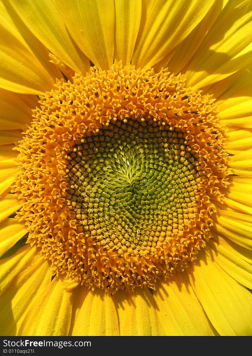 Sunflower