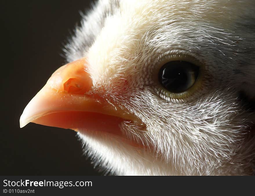 Close-up of baby chick with white face. Close-up of baby chick with white face