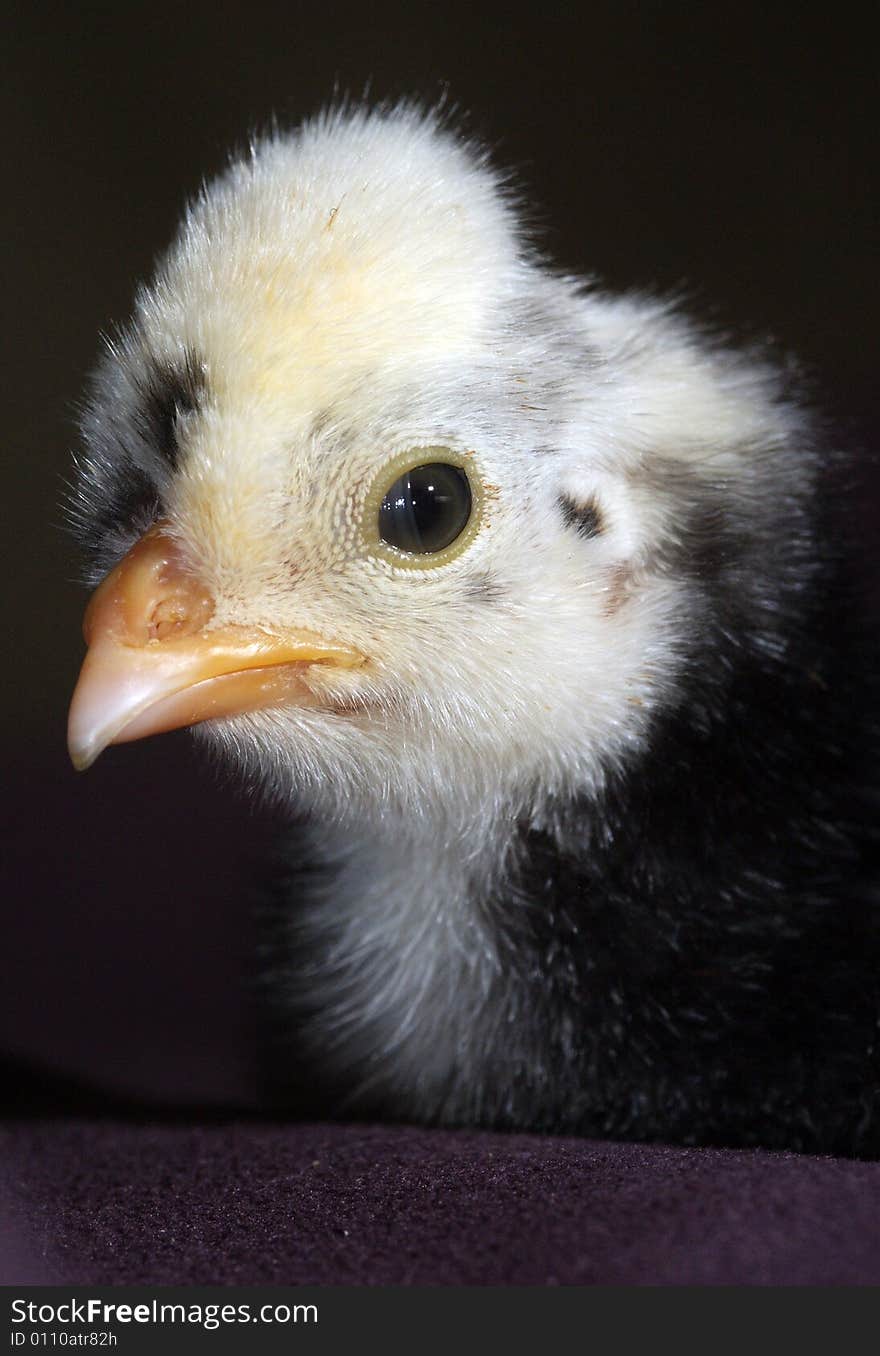 Baby chick with white pompadour on black background. Baby chick with white pompadour on black background