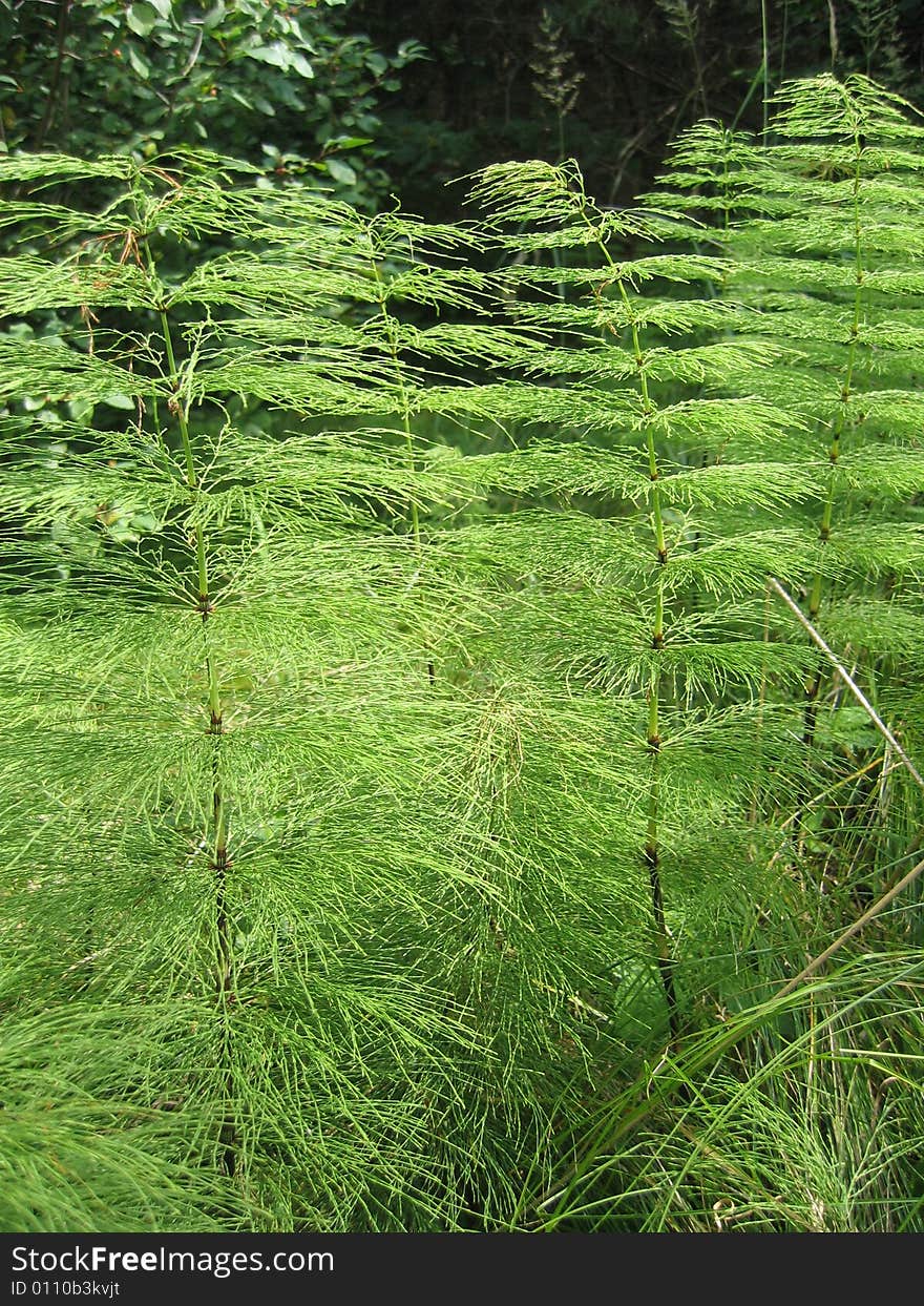 Large horsetails in meadow forrest