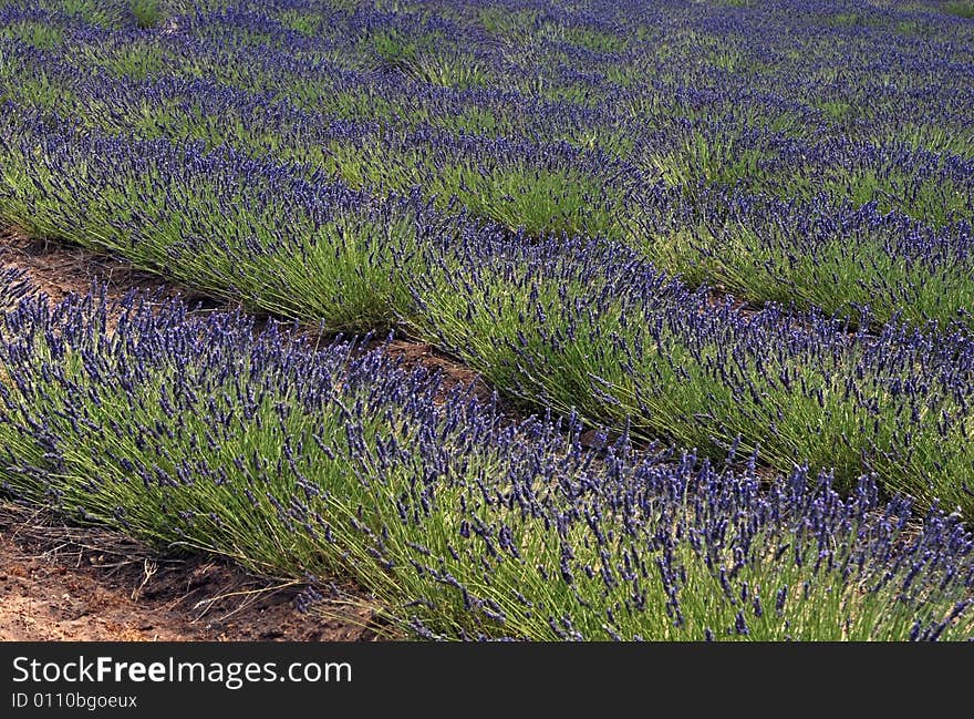 Diagonal rows of young lavender plants. Diagonal rows of young lavender plants