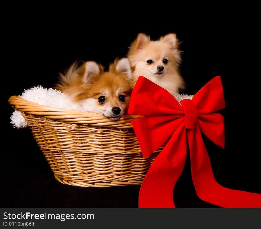 Two cute puppies in a wicker basket with a big red bow. Two cute puppies in a wicker basket with a big red bow.