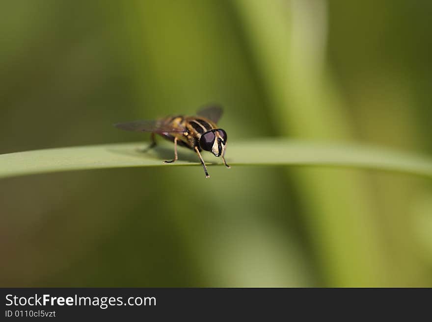 Striped hover fly