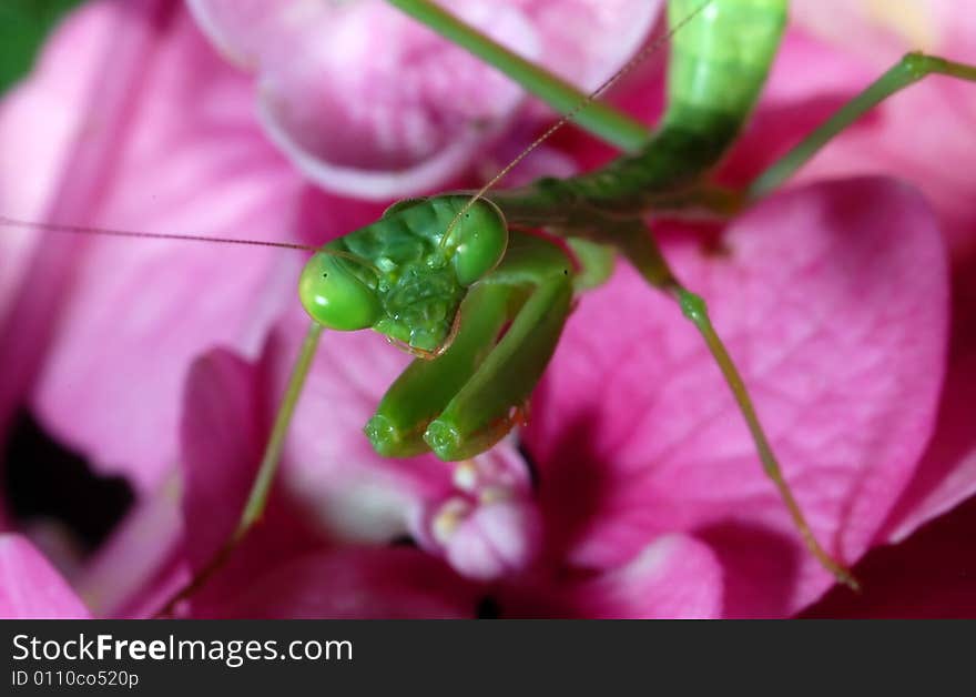 Praying Mantis