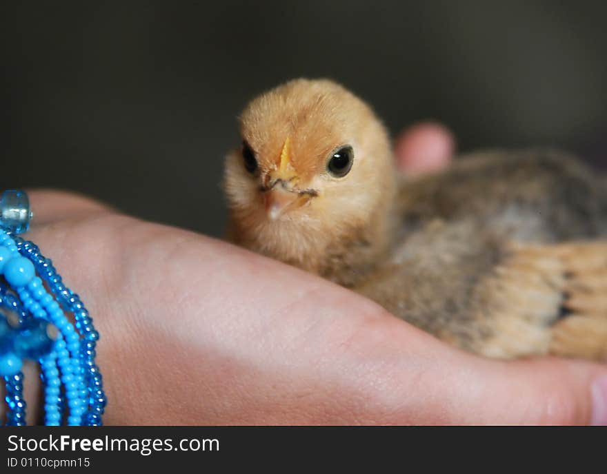 Banty chick close-up with black background. Banty chick close-up with black background