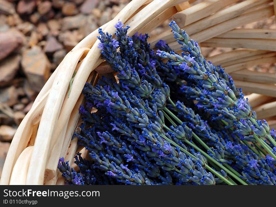 Freshly cut lavender in a basket. Freshly cut lavender in a basket