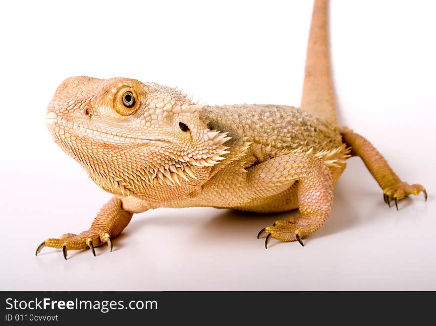 Bearded Dragon