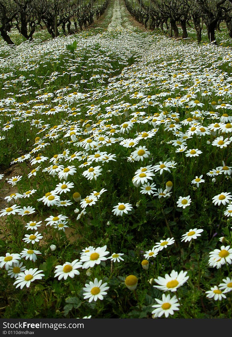 White & green, flowers the Portugal. White & green, flowers the Portugal