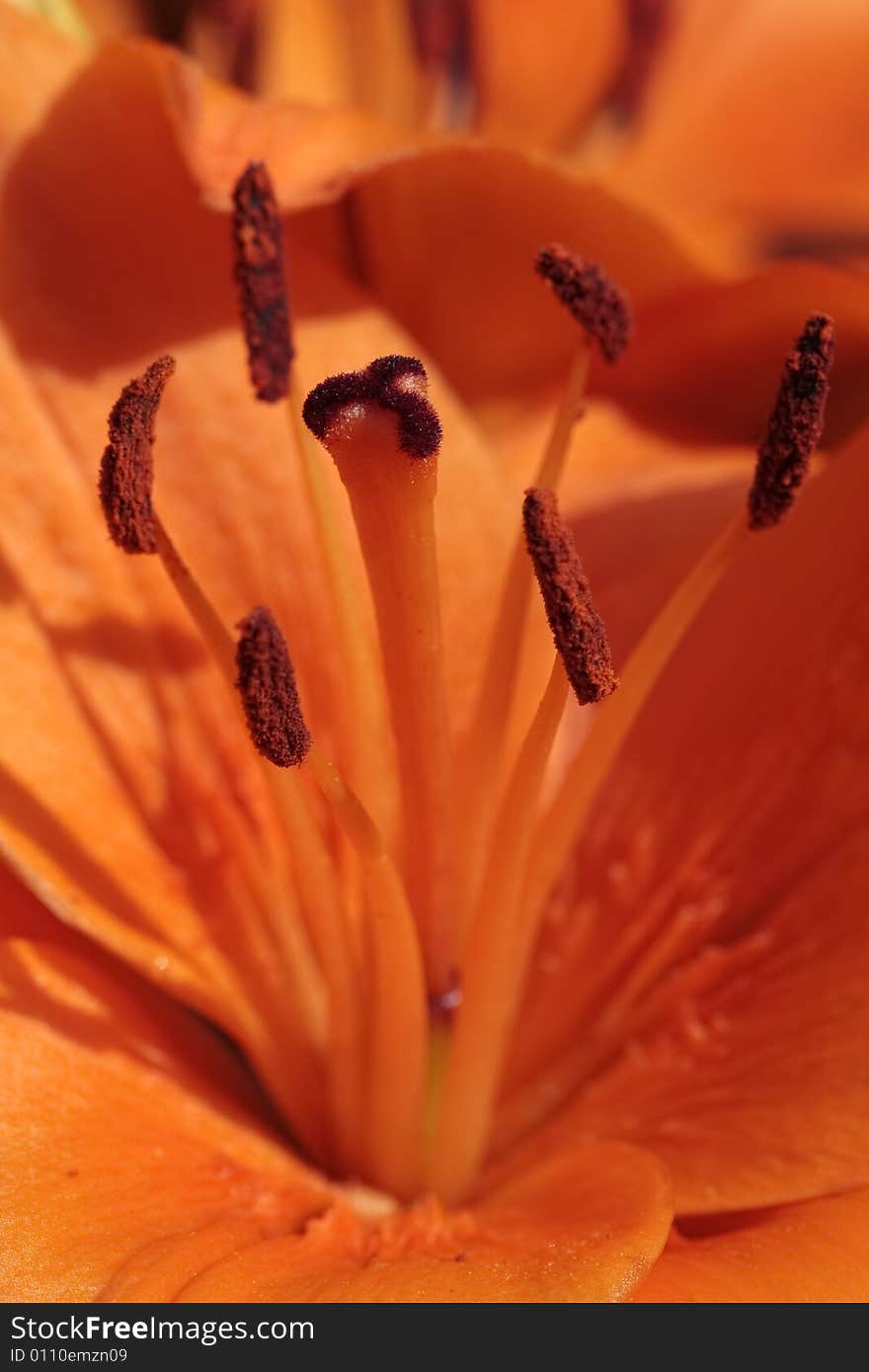 Orange flower closeup