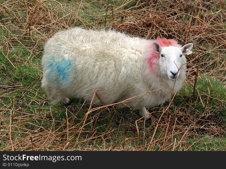 Branded and tagged cheviot sheep grazing in Ireland's mountains. Full body image of sheep in natural habitat. Branded and tagged cheviot sheep grazing in Ireland's mountains. Full body image of sheep in natural habitat.