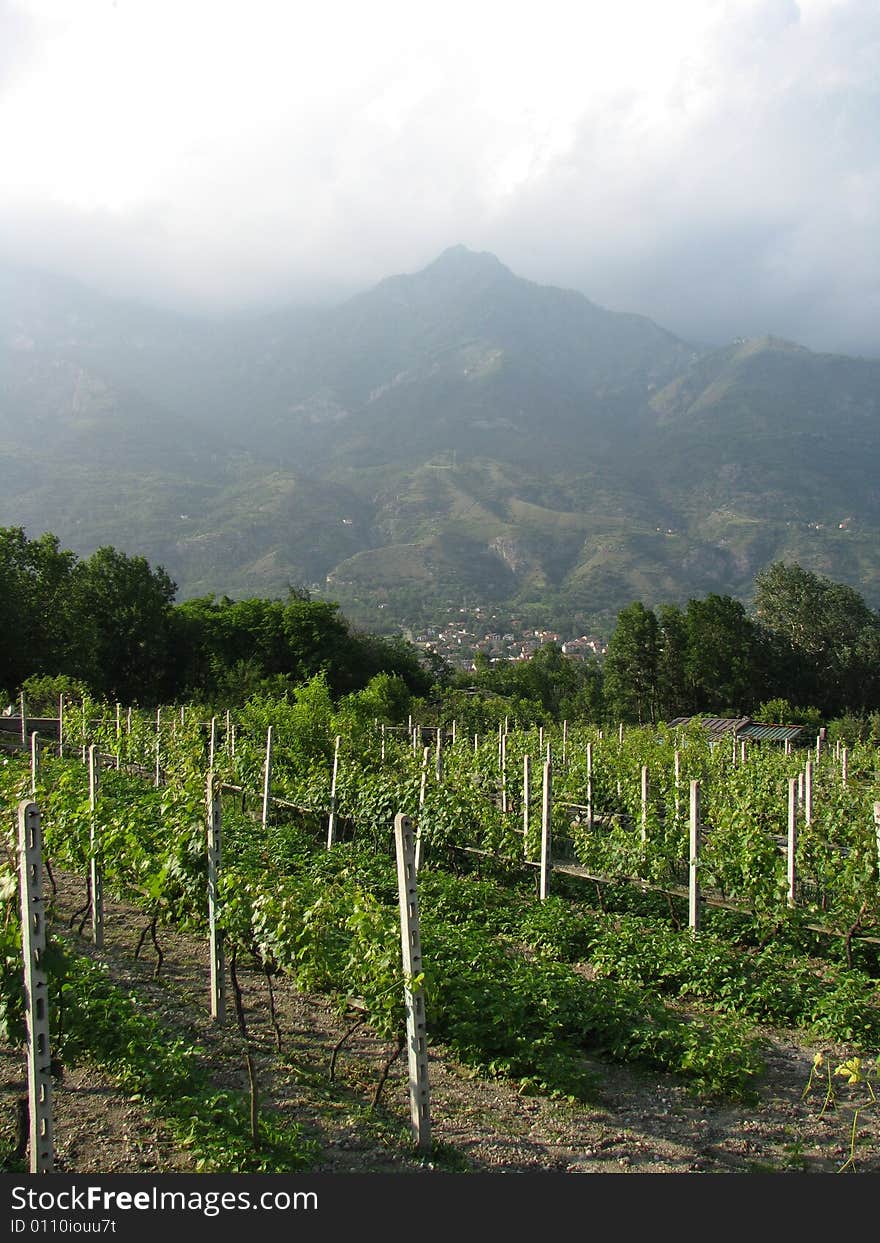 Mountain Grape Vineyard