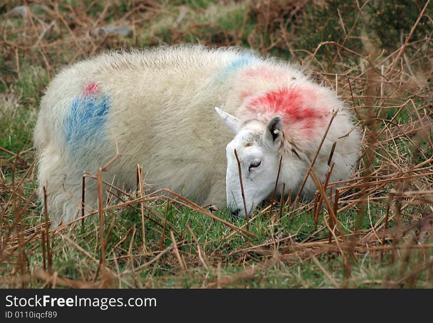 Branded and tagged cheviot sheep grazing in Ireland mountains.  Full body image of sheep in natural habitat. Branded and tagged cheviot sheep grazing in Ireland mountains.  Full body image of sheep in natural habitat.