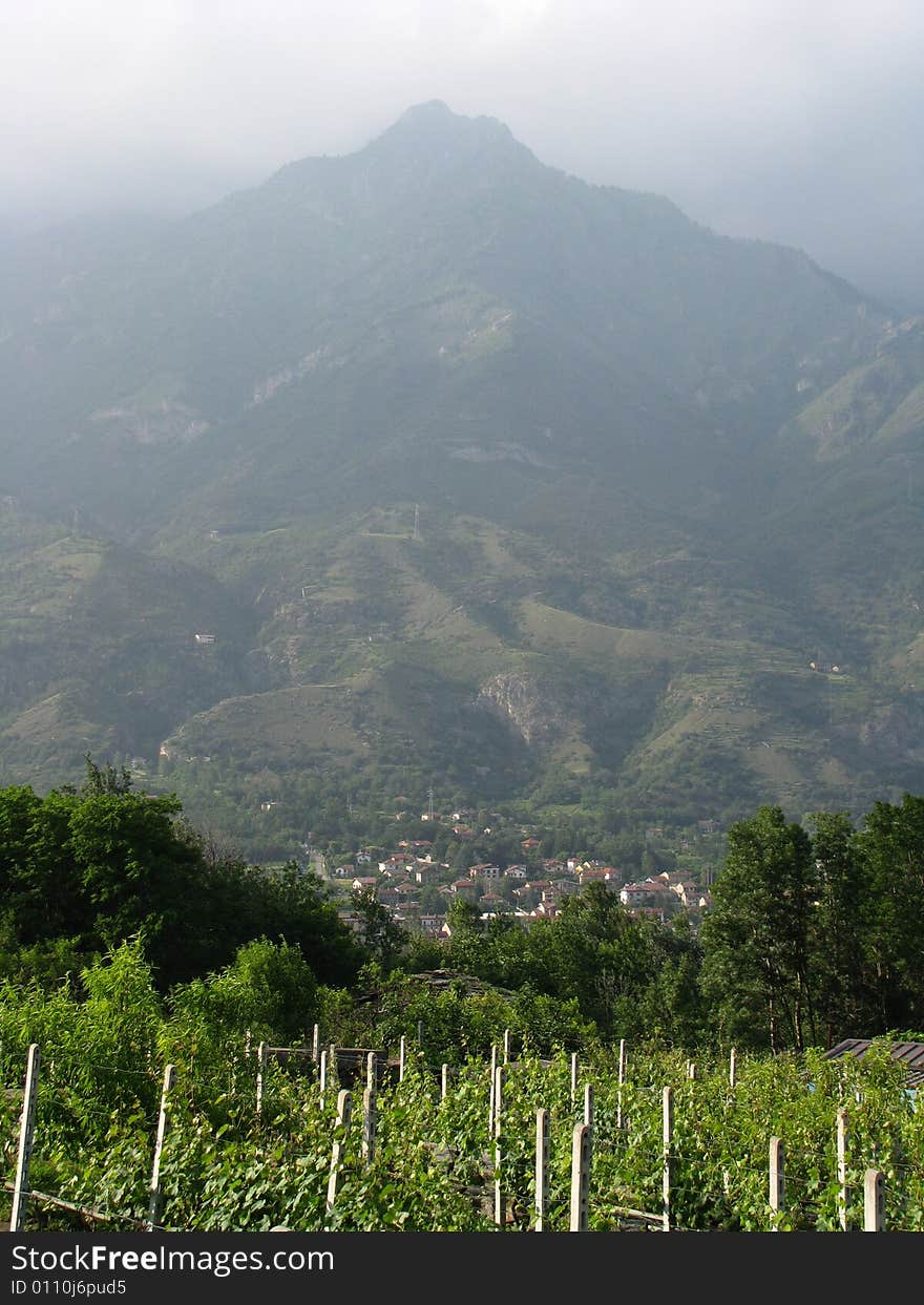 Mountain Grape Vineyard