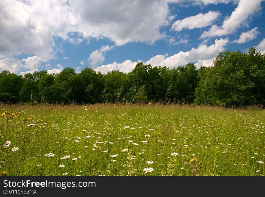 Wildflower Meadow