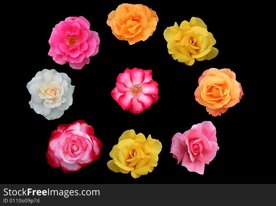 Group of different rose blossoms isolated on black. Group of different rose blossoms isolated on black